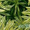 Taxus cuspidata 'Bright Gold', leaves