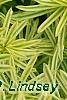 Taxus cuspidata 'Bright Gold', leaves