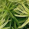 Taxus cuspidata 'Bright Gold', leaves