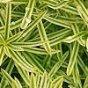 Taxus cuspidata 'Bright Gold', leaves
