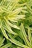 Taxus cuspidata 'Bright Gold', leaves