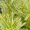 Taxus cuspidata 'Bright Gold', leaves