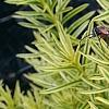 Taxus cuspidata 'Bright Gold', leaves