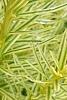 Taxus cuspidata 'Bright Gold', leaves