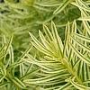 Taxus cuspidata 'Bright Gold', leaves