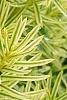 Taxus cuspidata 'Bright Gold', leaves