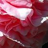 Camellia 'Debutante', flowers