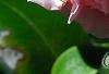 Camellia 'Debutante', flowers