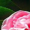 Camellia 'Debutante', flowers
