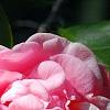 Camellia 'Debutante', flowers