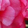 Camellia edithae 'Jinqu', flowers