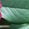 Camellia edithae 'Jinqu', flowers