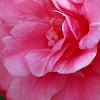 Camellia edithae 'Jinqu', flowers