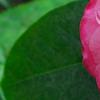 Camellia edithae 'Jinqu', flowers