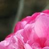 Camellia edithae 'Jinqu', flowers