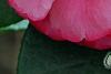 Camellia edithae 'Jinqu', flowers