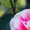 Camellia japonica 'Herme', flowers