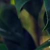 Camellia japonica 'Herme', flowers