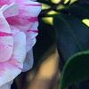 Camellia japonica 'Herme', flowers