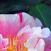 Camellia japonica 'Herme', flowers