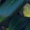 Camellia japonica 'Herme', flowers