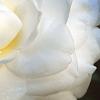 Camellia japonica 'Alba Plena', flowers