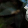 Camellia japonica 'Alba Plena', flowers
