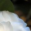 Camellia japonica 'Alba Plena', flowers