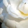 Camellia japonica 'Alba Plena', flowers