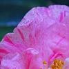 Camellia japonica 'Carter's Sunburst', flowers