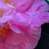Camellia japonica 'Carter's Sunburst', flowers