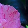 Camellia japonica 'Carter's Sunburst', flowers