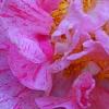 Camellia japonica 'Carter's Sunburst', flowers