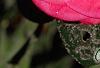 Camellia japonica 'Lady Clare', flowers