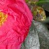Camellia japonica 'Lady Clare', flowers