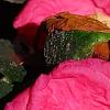 Camellia japonica 'Lady Clare', flowers