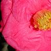 Camellia japonica 'Lady Clare', flowers