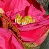 Camellia japonica 'Lady Clare', flowers