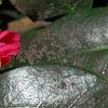 Camellia japonica 'Lady Clare', flowers
