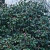 Camellia japonica 'Lady Vansittart Red', habit