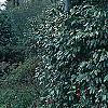 Camellia japonica 'Lady Vansittart Red', habit