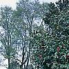 Camellia japonica 'Lady Vansittart Red', habit