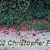 Camellia japonica 'Lady Vansittart Red', habit