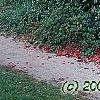 Camellia japonica 'Lady Vansittart Red', habit