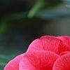 Camellia japonica 'Lady Vansittart Red', flowers