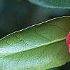 Camellia japonica 'Lady Vansittart Red', flowers