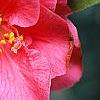 Camellia japonica 'Lady Vansittart Red', flowers