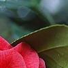 Camellia japonica 'Lady Vansittart Red', flowers