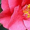 Camellia japonica 'Lady Vansittart Red', flowers