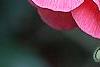 Camellia japonica 'Lady Vansittart Red', flowers